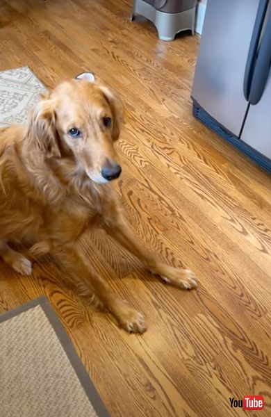 ゆっくり伏せる犬