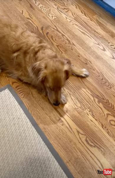 マットに近寄る犬