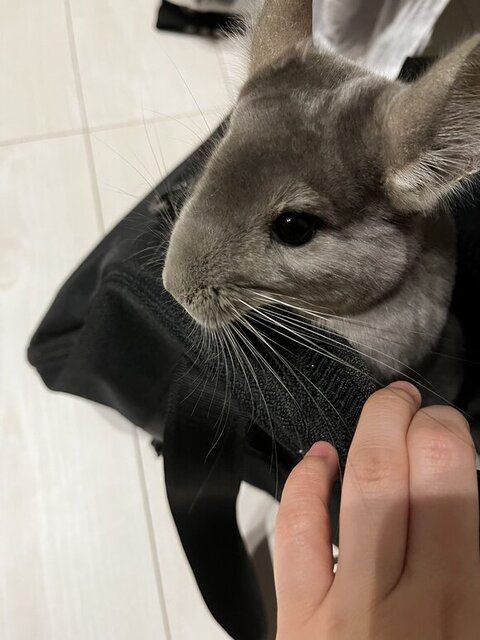 バッグに入ってる