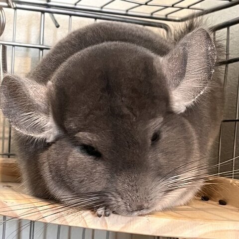 丸まって寝てる