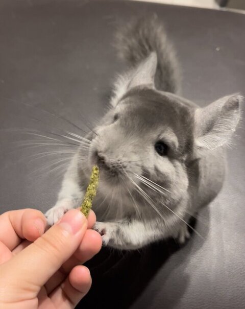 ごはんおねだりしてる