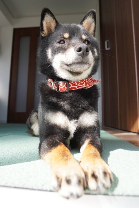 前足そろえて陽に照らされてる