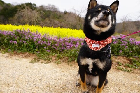 お花とぺこちゃん