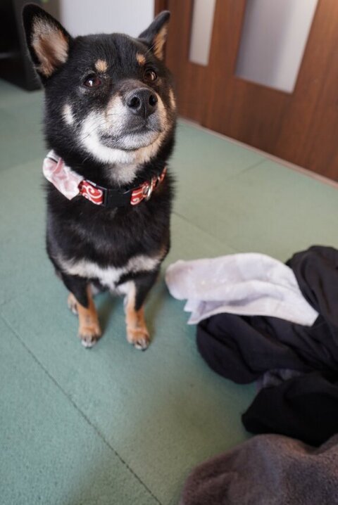 洗濯物とぺこちゃん