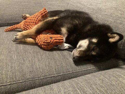 ぬいぐるみ抱っこして寝てる