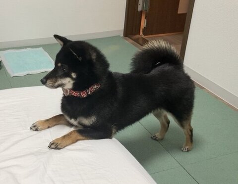 布団に前足乗せてる