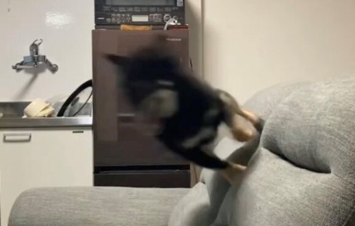 こっちに向かって走ってる