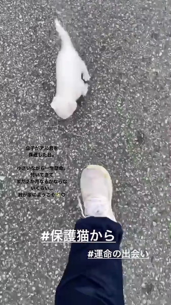 息子を追いかける子猫