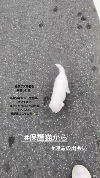 頑張る子猫