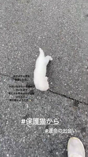 立ち止まる子猫