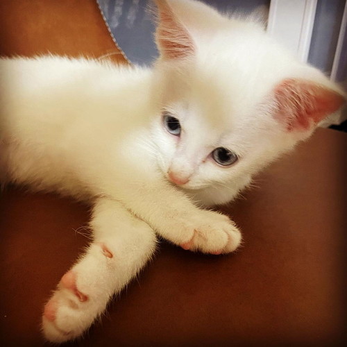 保護された子猫