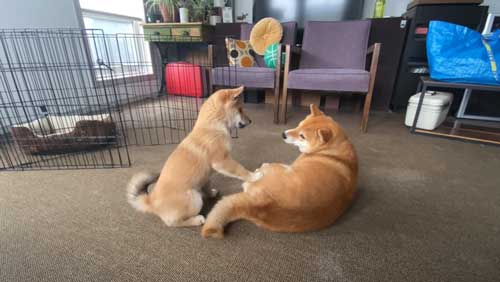 遊びたい子犬と先住犬