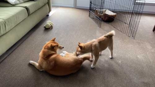 お互い気を使う犬たち