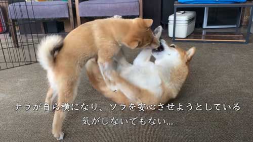 優しいお姉ちゃん犬