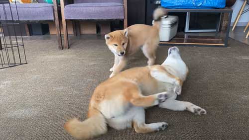遊びが激しくなってきた犬たち