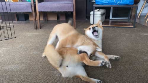 甘がみする犬たち