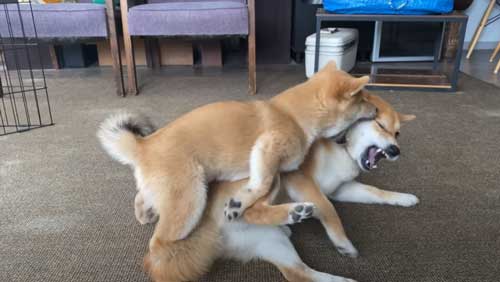 弟犬と遊んであげるお姉ちゃん犬