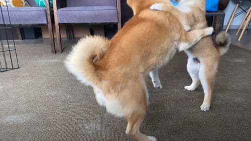 仲良しな犬たちの姿