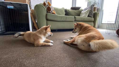 仲良くなってきた犬たち