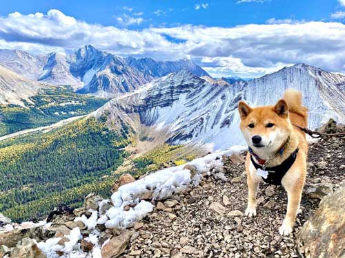 カナダでの日常風景