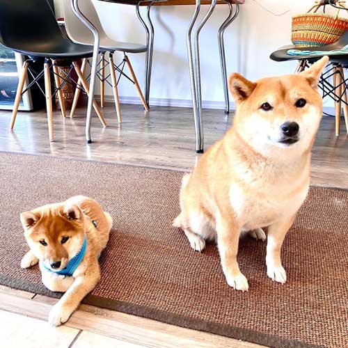 来たばかりのソラくん