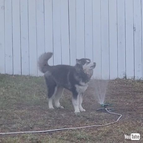 水浴びをする犬