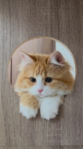 丸い穴からのぞく猫