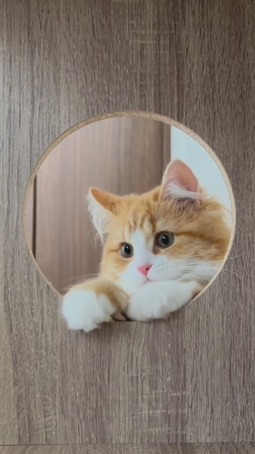 丸い穴からのぞく猫
