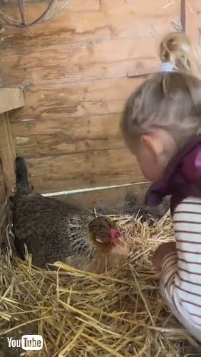 「Little Girl's Interaction With Chicken Has Mom Cracking Up || ViralHog」