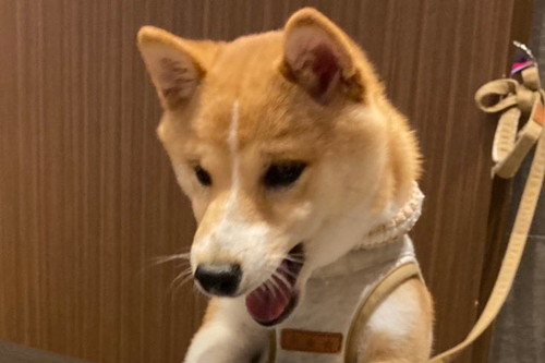 ドッグカフェ参戦モルトくん