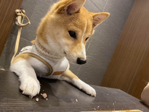 ドッグカフェ参戦モルトくん