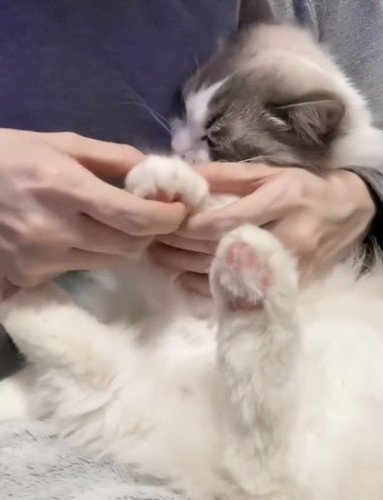 爪切りイヤイヤちまきちゃん