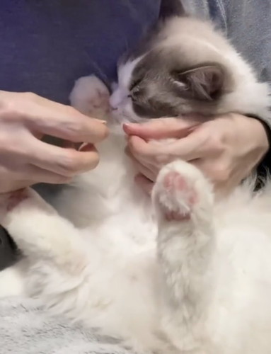 爪切りイヤイヤちまきちゃん