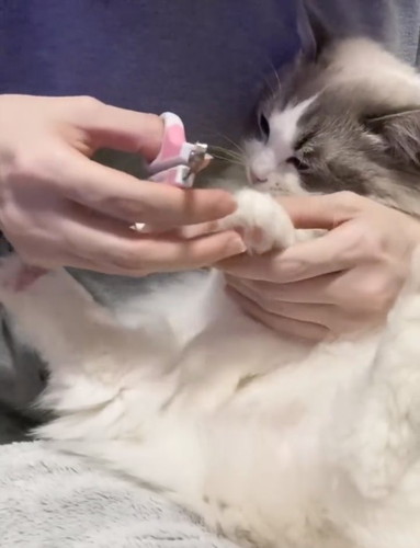 爪切りイヤイヤちまきちゃん