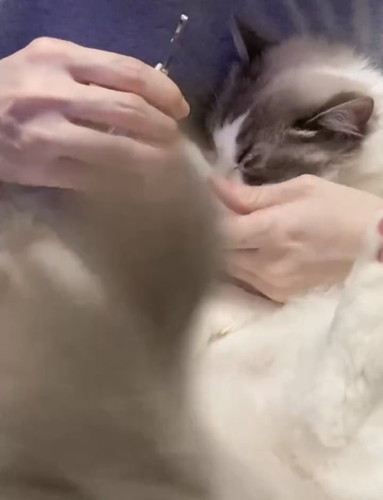 爪切りイヤイヤちまきちゃん