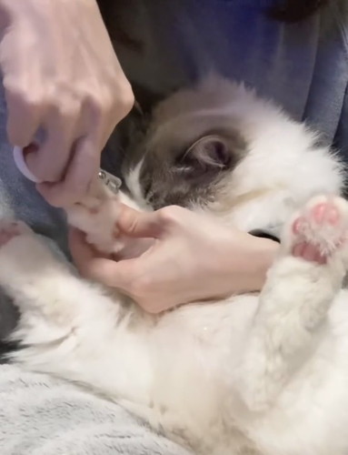 爪切りイヤイヤちまきちゃん