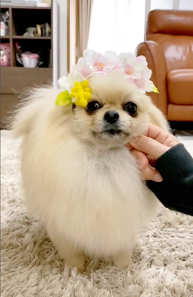 お花がついた輪っかにあご乗せ