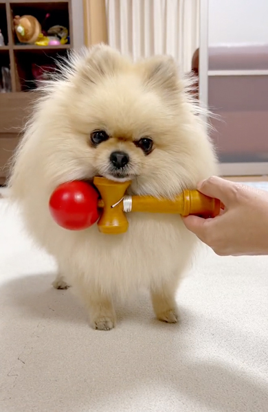 けん玉にあご乗せ