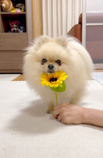 お花にあご乗せ