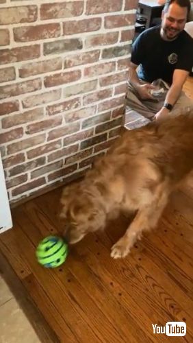 ボールに近づく犬