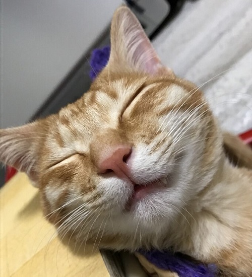 ペット手帳 ベストショット