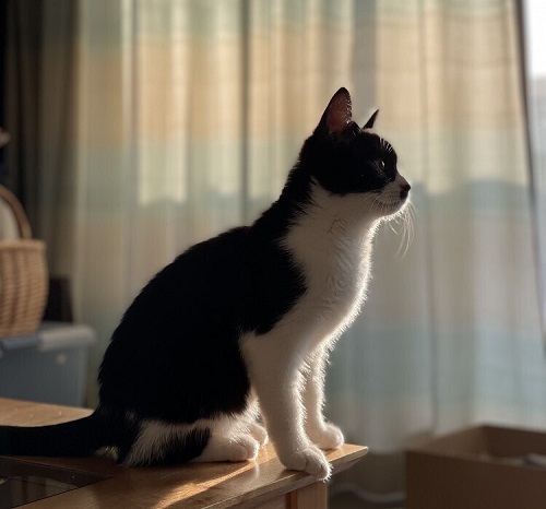 ペット手帳 ベストショット