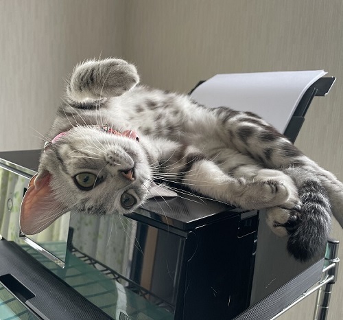 ペット手帳 ベストショット