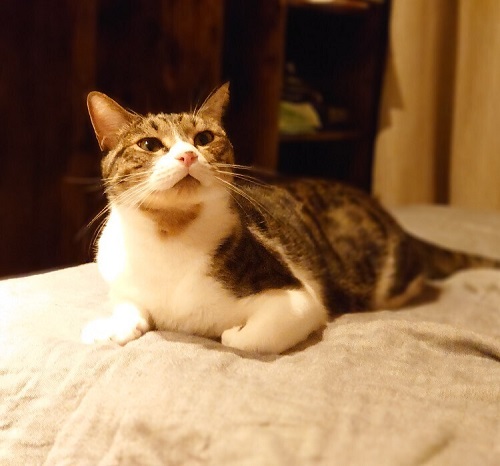 ペット手帳 ベストショット