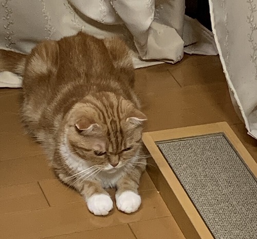 ペット手帳 ベストショット