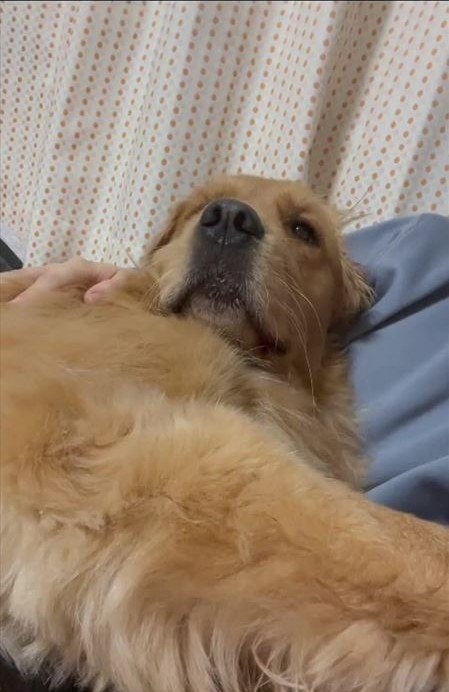 甘えん坊ワンコ