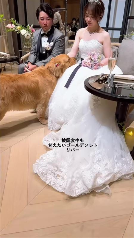 披露宴とワンコ