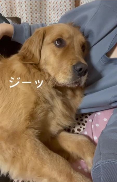 甘えん坊ワンコ