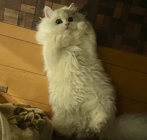 寝転ぶ猫のノーマンのアップ