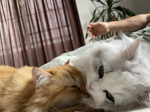 ノーマンとエマの画像